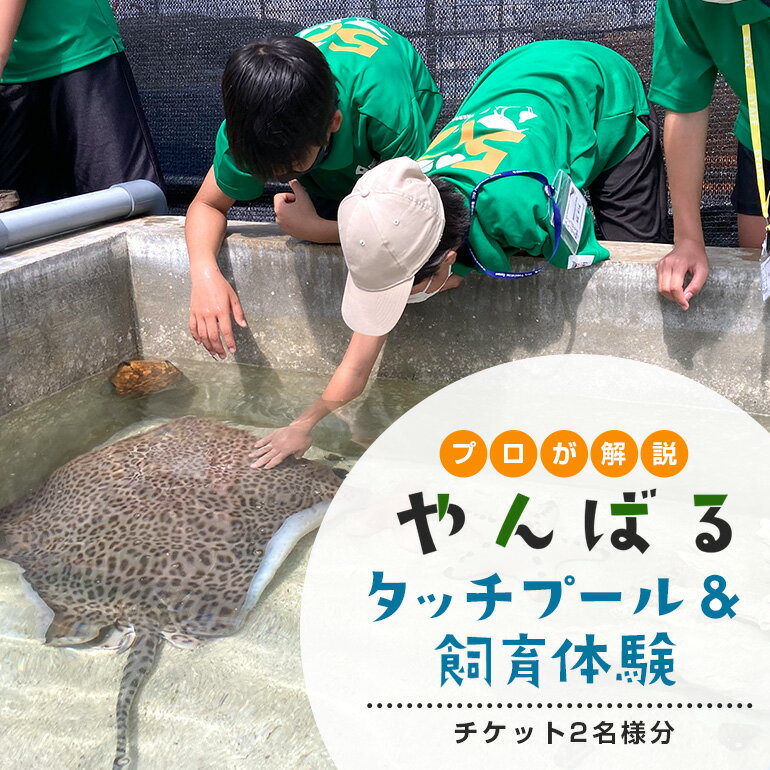 楽天沖縄県国頭村【ふるさと納税】 やんばるタッチプール＆飼育体験チケット（2名様） ふれあい 餌やり えさやり 海の生き物 旅行 観光 沖縄 子供 ペア 家族