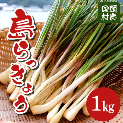 【絶賛出荷中】沖縄おつまみの定番！国頭村の島らっきょう（1kg）