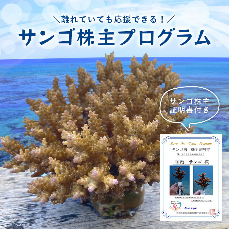 【ふるさと納税】 サンゴ株主プログラム 成長記録付き 珊瑚 オーナー権 株主 権利 沖縄 体験 利用券 旅行 観光のサムネイル