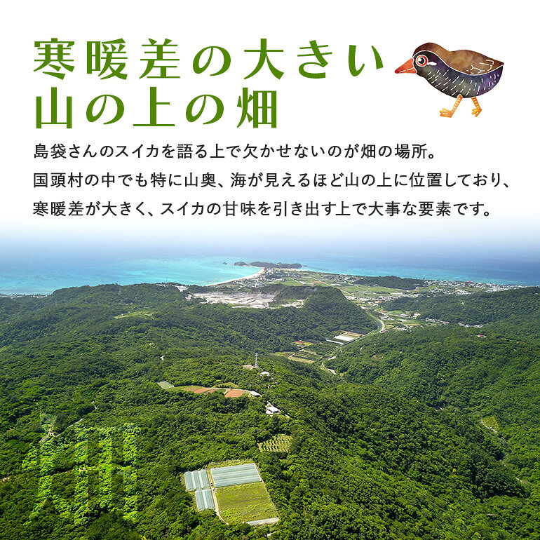 【ふるさと納税】先行予約島袋さんの初夏スイカ 選べる1玉～2玉(1玉5～7kg)【2026年6月上旬から順次発送】【配送不可地域：離島】【G1577669】