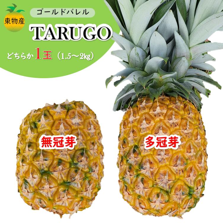 東物産「TARUGO」約2kg(1玉)無冠芽or多冠芽 2024年発送