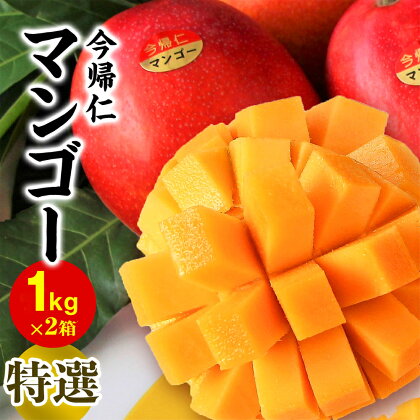 今帰仁マンゴー特選1kg×2箱【先行予約】【2024年6月～8月頃発送】生産者直送