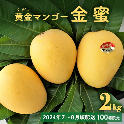 黄金(くがに)マンゴー「金蜜」(2kg) 【2024年7～8月頃配送】【100箱限定】 生産者直送