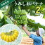 【ふるさと納税】【【先行予約 限定50個】うみしおバナナ(2kg)【2026年6月~8月頃に配送】今帰仁村産 ..