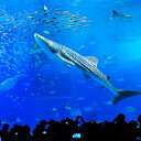 【ふるさと納税】【迫力の大水槽】沖縄美ら海水族館 チケット引...
