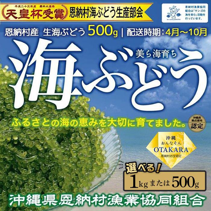 恩納村産 生海ぶどう 500gまたは1kg |配送時期:4月〜10月(8月〜9月上旬は除く)[海ブドウ 海ぶどう 海藻 水産 沖縄 恩納村 食品 人気 おすすめ 送料無料] | 海ブドウ 海ぶどう 海藻 水産 沖縄 恩納村 食品 人気 おすすめ 送料無料