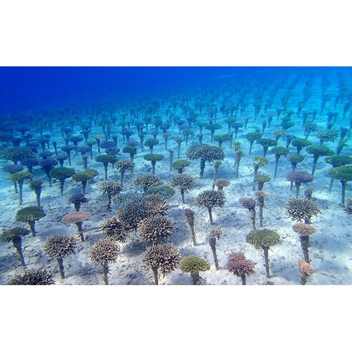 【ふるさと納税】チケット ボート体験 ダイビング「1名様～2名様」沖縄サンゴの村【恩納村ラグーン】 | 券 チケット ダイビング 体験 アクティビティ リゾート ボート サンゴ ふるさと納税 万座 恩納村 沖縄人気 おすすめ 送料無料 2