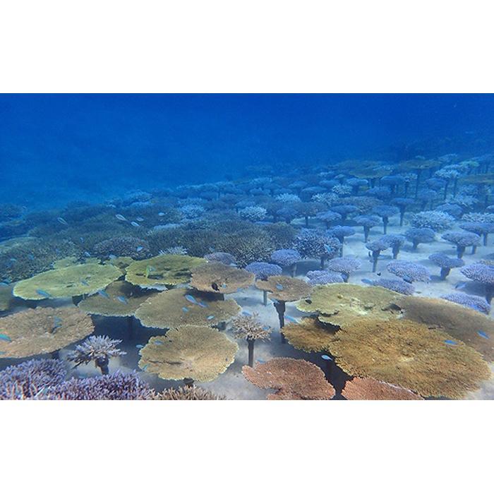 【ふるさと納税】チケット ボート体験 ダイビング「1名様～2名様」沖縄サンゴの村【恩納村ラグーン】 | 券 チケット ダイビング 体験 アクティビティ リゾート ボート サンゴ ふるさと納税 万座 恩納村 沖縄人気 おすすめ 送料無料 3