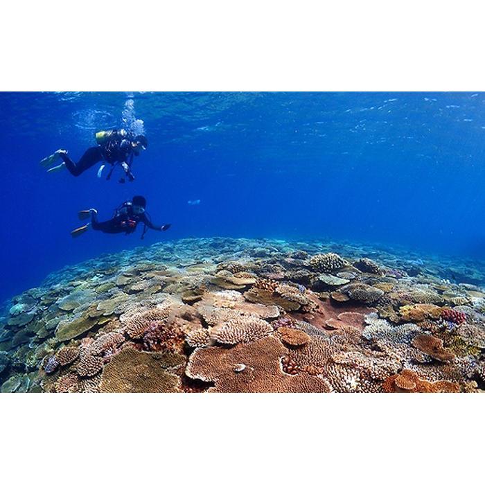 【ふるさと納税】チケット ファンダイビング｜「初級2DIVE～3DIVE」or「中級3DIVE」万座近海【恩納村ラグーン】 | 万座 券 チケット ダイビング 体験 アクティビティ リゾート ふるさと納税 万座 恩納村 沖縄人気 おすすめ 送料無料 3