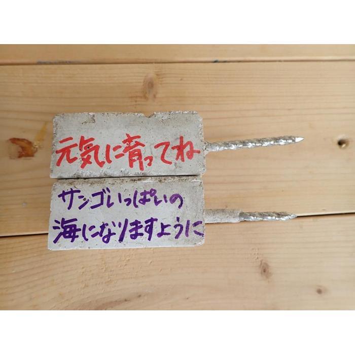 【ふるさと納税】チケット サンゴ植付け ｜ 代行サービス「2株 or 5株」【恩納村ラグーン】 | 券 チケット ダイビング 体験 アクティビティ リゾート ふるさと納税 万座 恩納村 沖縄人気 おすすめ 送料無料 2