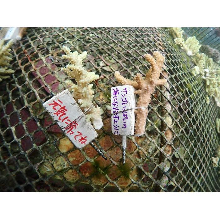 【ふるさと納税】チケット サンゴ植付け ｜ 代行サービス「2株 or 5株」【恩納村ラグーン】 | 券 チケット ダイビング 体験 アクティビティ リゾート ふるさと納税 万座 恩納村 沖縄人気 おすすめ 送料無料 3