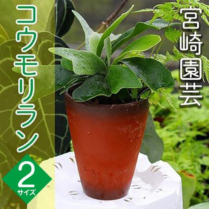 [OnnaIchigoFarm]コウモリラン 「小」または「大」 沖縄 コウモリラン ビカクシダ 室内植物 屋外植物 ヘゴ板 室内緑化 植物インテリア 観葉植物 沖縄産 プラントギフト 緑のある暮らし 園芸用品 インテリアプランツ 根付き植物 人気 ヘゴの木 おすすめ
