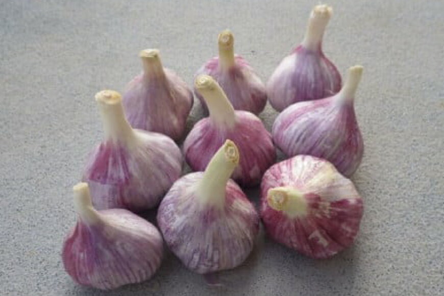 【ふるさと納税】 ニンニク 伊江島にんにく 黒糖漬け 150g 3個 セット [伊江島物産センター 沖縄県 伊江村 ie47bde210020] にんにく 瓶 小分け 黒砂糖