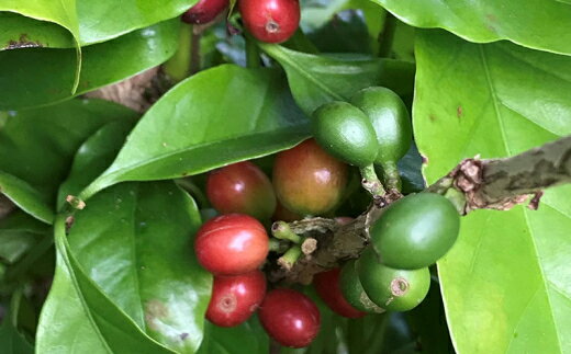 【ふるさと納税】【焙煎工房ゆうばんた珈琲】モカ好きの貴方へ・スペシャルティ200g2袋セットCが大人気返礼品になっている理由とは　ふるさと納税　人気　返礼品　ランキング