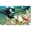 【ふるさと納税】【SeaSeed】養殖サンゴ 85株の移植放流