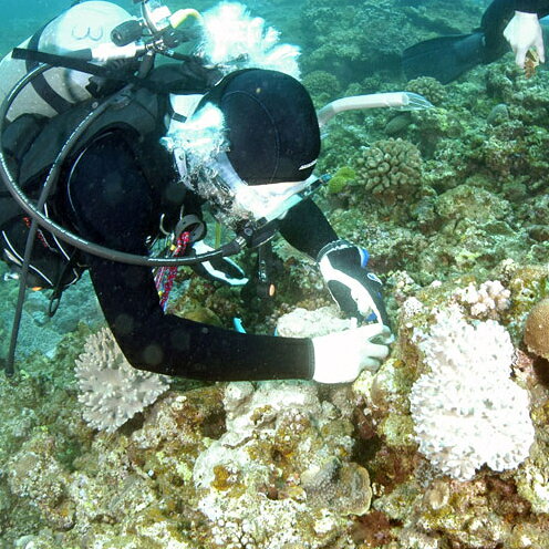 【SeaSeed】養殖サンゴ 8株の移植放流