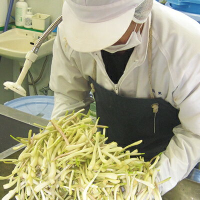 【ふるさと納税】島らっきょうの塩漬け300g【配送不可地域：離島】【1036254】