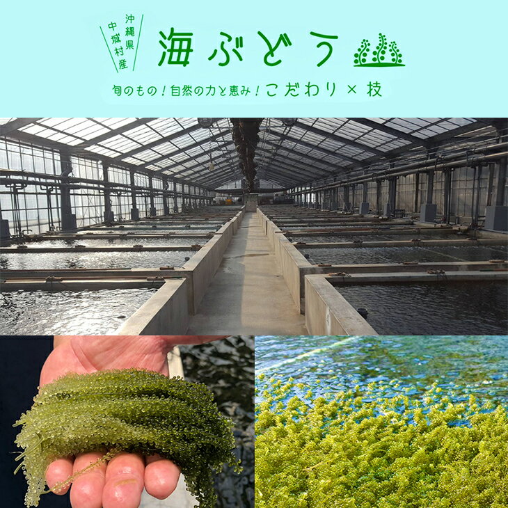 【ふるさと納税】＜2024年4月以降出荷＞海ぶどう（500g×3個セット）タレ付き