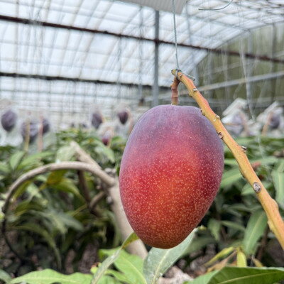 沖縄県中城村の画像3