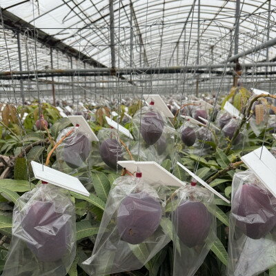 沖縄県中城村の画像3