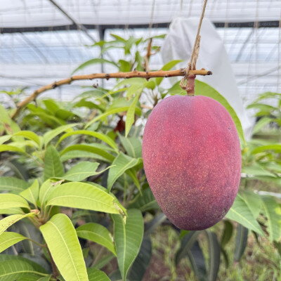 沖縄県中城村の画像3