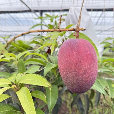 沖縄県中城村の画像3