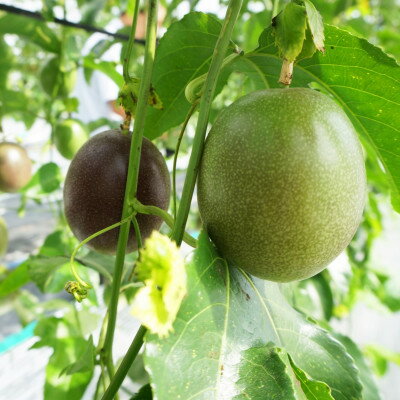 沖縄県中城村の画像2