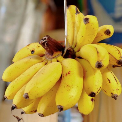 【ふるさと納税】JAおきなわが厳選した季節の沖縄県産バナナ 2kg(旬の品種おまかせ)【1687539】