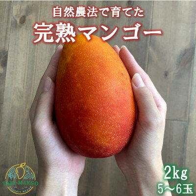 【ふるさと納税】田場農園の栽培期間中農薬不使用マンゴー2kg(5〜6玉)【配送不可地域：離島】【1386744】