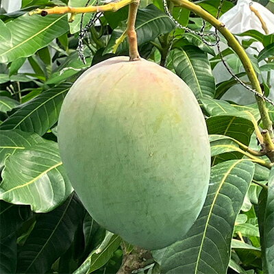 沖縄県与那原町の画像3