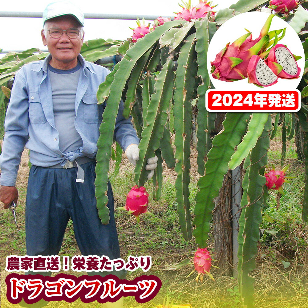 [2024年発送]農家直送 栄養たっぷりドラゴンフルーツ 2kg