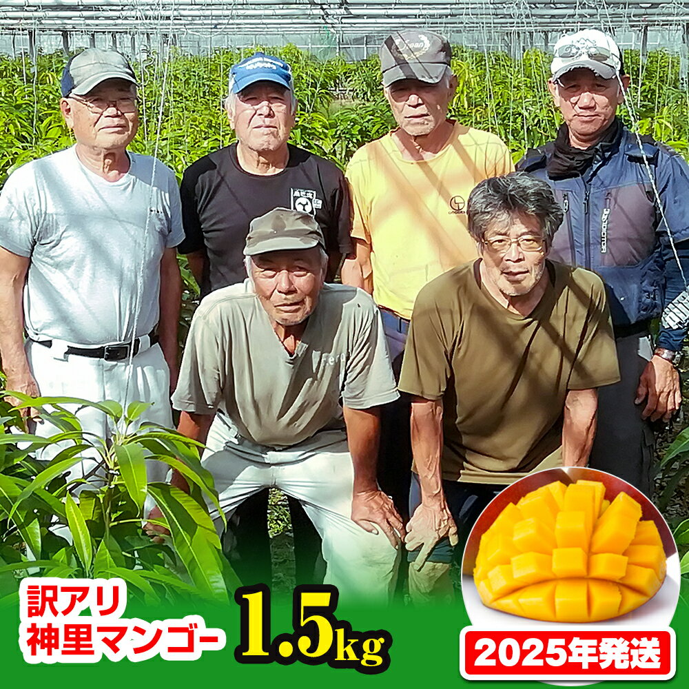 [訳あり]2024年発送 生産組合から直送 神里マンゴー1.5kg