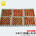 【ふるさと納税】【定期便】6ヵ月連続お届け 美ら卵養鶏場の卵 各月120個
