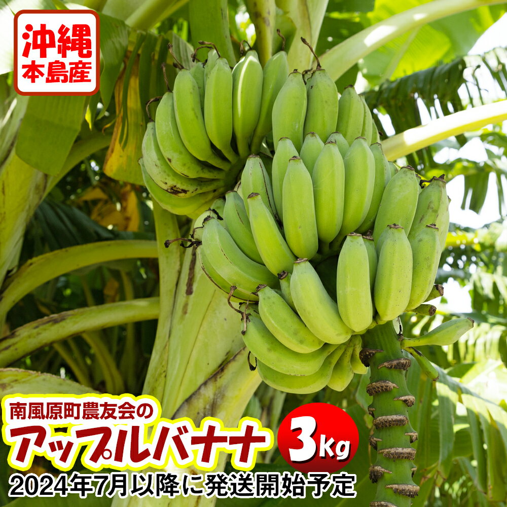 【ふるさと納税】【希少】沖縄本島産 南風原町農友会の「アップルバナナ」　3kg