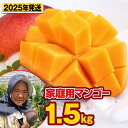 【ふるさと納税】【2025年発送】芳醇な香り とろける食感 家庭用マンゴー1.5kg