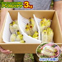 【ふるさと納税】【小分け】モリンガファームさんご園芸のアップルバナナ3kg
