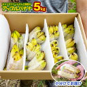 【ふるさと納税】【小分け】モリンガファームさんご園芸のアップルバナナ5kg