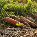 いもり屋の沖縄県産　人参　5kg