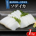 【ふるさと納税】慶良間諸島の自然味覚 座間味村産のソデイカ 1kg(2〜3柵)【配送不可地域:離島】【1625441】