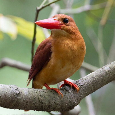 沖縄県座間味村の画像3