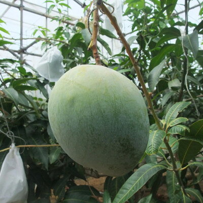 【ふるさと納税】伊平屋産の幻のキーツマンゴー約1kg(1～2玉)【1497062】 f473596-iheya-10000002 沖縄県伊平屋村 サンプル画像3