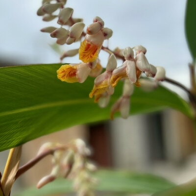 沖縄県伊平屋村の画像3