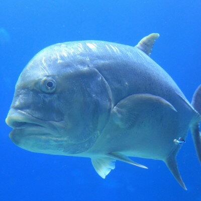 沖縄県伊平屋村の画像2