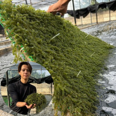 沖縄県伊平屋村の画像2
