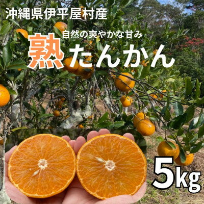 【ふるさと納税】【2026年2月~3月頃順次発送予定】伊平屋村産 熟たんかん 5kg【1591131】 【ふるさと納税】【2026年2月~3月頃順次発送予定】伊平屋村産 熟たんかん 5kg【1591131】