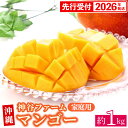 【ふるさと納税】【先行受付】【2026年発送】神谷ファームのマンゴー(家庭用)約1Kg - 先行予約 沖縄県産 産地直送 南国フルーツ 旬の味覚 季節の果物 ご自宅用 沖縄マンゴー 沖縄県 八重瀬町