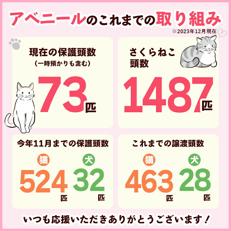 【ふるさと納税】【南の島の動物愛護活動】保護猫活動等をサポート（1万円）