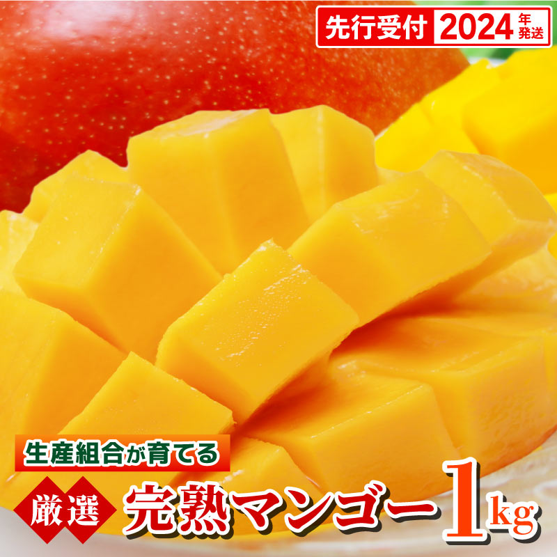 【ふるさと納税】【先行受付】【2024年発送・家庭用】生産組合が育てる厳選・完熟マンゴー約1kgのサムネイル