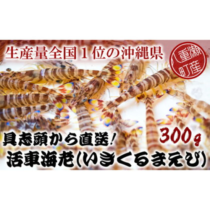 具志頭から直送! 活車海老(いきくるまえび)【300g】