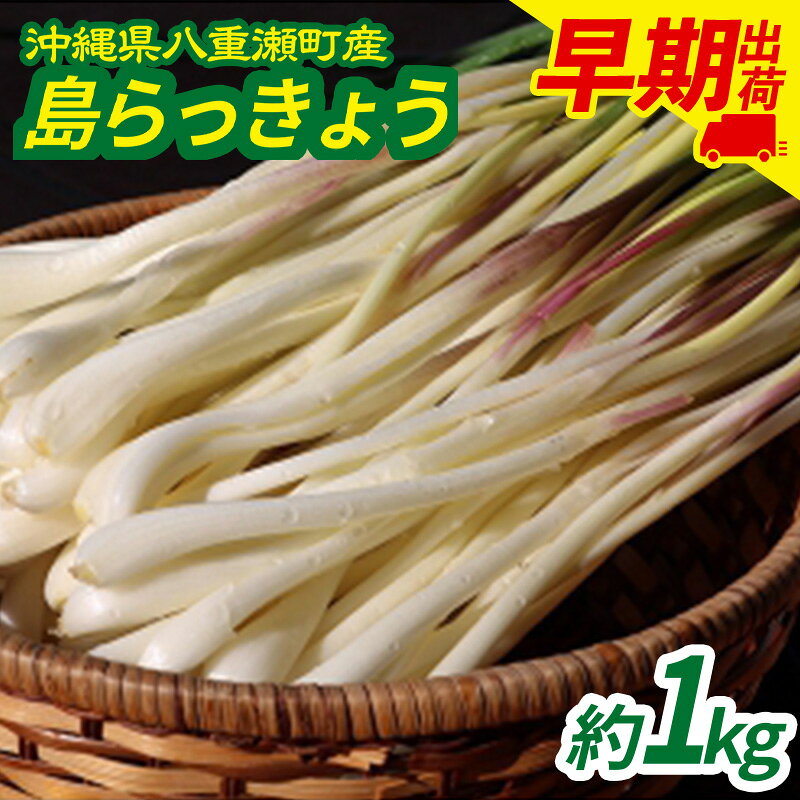 沖縄県八重瀬町産 島らっきょう約1kg[早期出荷分] - 国産 生らっきょう 甘酢漬け 漬物 天ぷら チャンプルー 有機栽培 おすすめ 送料無料